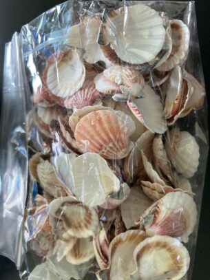 Pecten Vexillium 1 kg