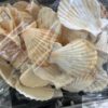 Pecten Radula Sint Jacobs schelpen 1 kg - Afbeelding 2