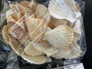 Pecten Radula Sint Jacobs schelpen 1 kg